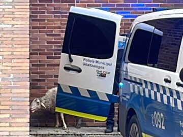 Oveja detenida en Yamaguchi