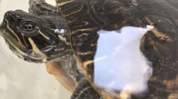 Las tortugas de agua, una de las especies invasoras.
