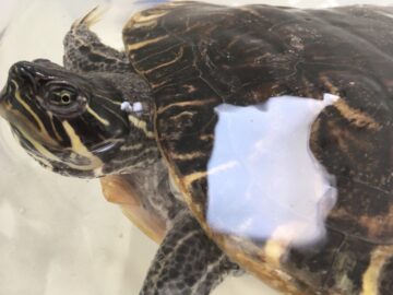 Las tortugas de agua, una de las especies invasoras.