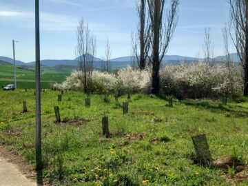 El "bosque olímpico"