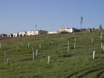 El Bosque “Secuestrador de Carbono".